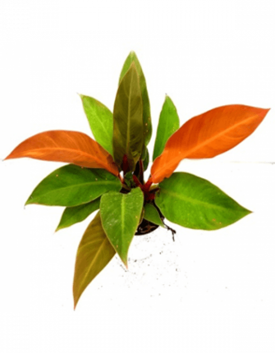 Philodendron Tropical Sunrise Mix Color Plant With - Houseplant (540x693), Png Download