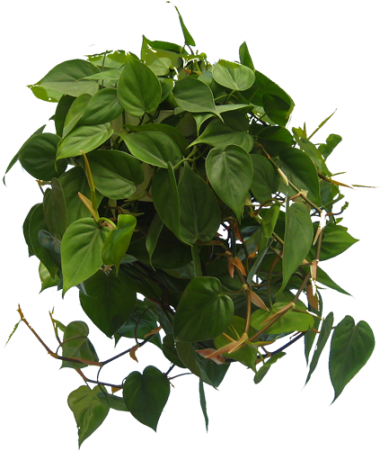 Philodendron Cordatum (389x450), Png Download