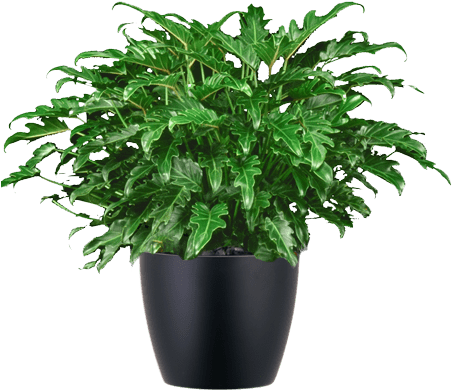 Philodendron Xanadu Plant In Black Container - Philodendron Xanadu (500x500), Png Download