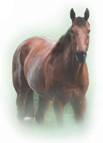 Bay Armour Horse In Pond - Horse (361x497), Png Download