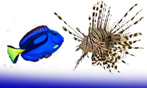 Peces Agua Salada - Peces De Agua Dulce Fria (500x300), Png Download