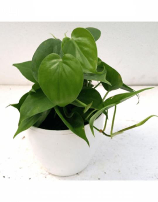 Philodendron Scandens Green Plant With Fertilizer & - Philodendron Hederaceum (540x693), Png Download