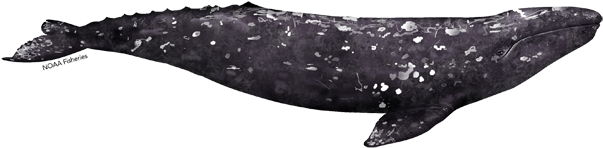 Gray Whale (640x427), Png Download