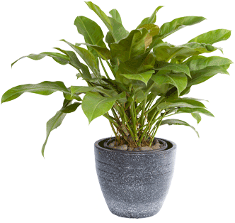 Philodendron Green - Houseplant (480x320), Png Download