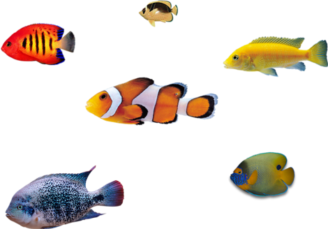 Report Abuse - Fish / Peces (470x328), Png Download