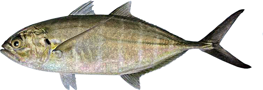 Jurel Bonito, Green Jack - Pez Bonito Sin Fondo (840x288), Png Download