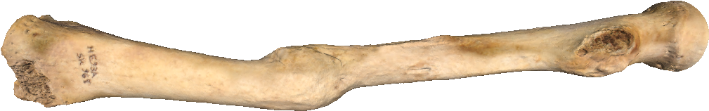 B039700 - Bone (1366x614), Png Download