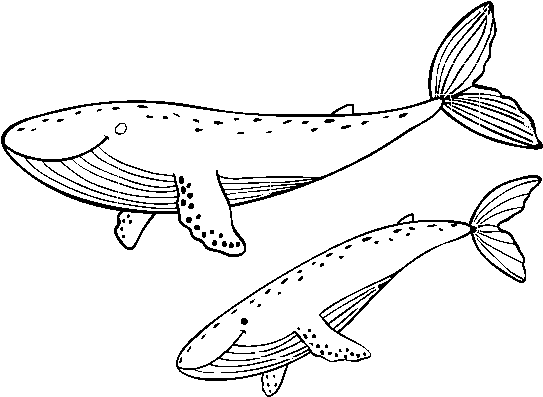 Whales Coloring Page - Dibujos De Ballenas Para Colorear (600x470), Png Download