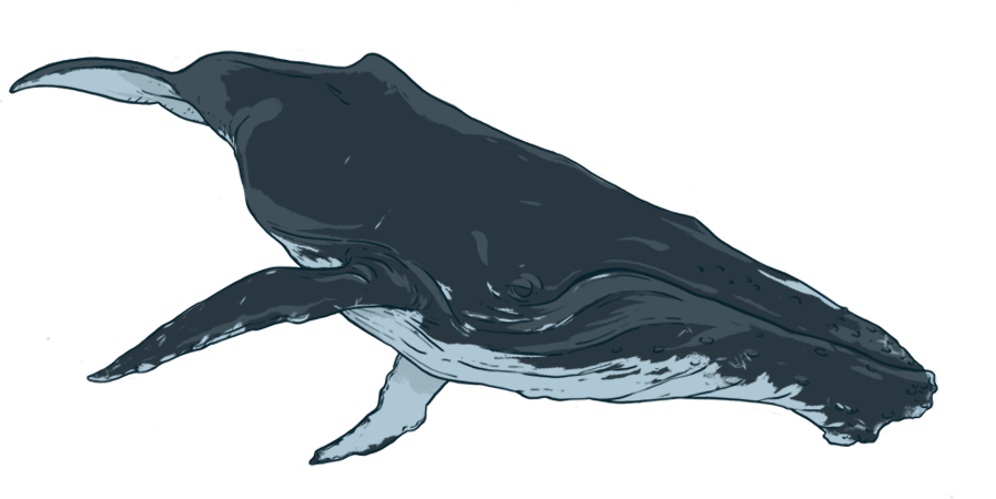 By Donating To Oceanswell, You Are Helping Us Do What - Humpback Whale (898x450), Png Download