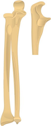 Download Real Radius Bone - Olecranon Of Ulna | Transparent PNG ...