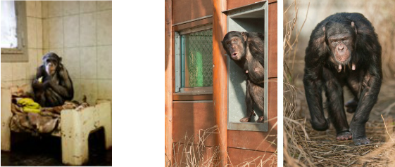 Regina When She Was Rescued Regina Now At Aap - Gorilla (561x238), Png Download