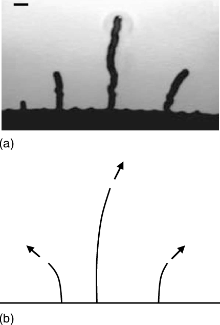 Fingering In The Combustion Experiments 3 And The Theoretical - Monochrome (430x633), Png Download