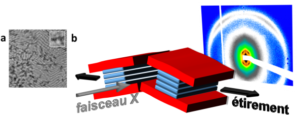 The Scale Bar Is 50 Nm - Laboratoire De Physique Des Solides (600x234), Png Download