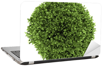 Top View Of Common Holly Bush Isolated On White Background - Bush Top View Png Free (400x400), Png Download