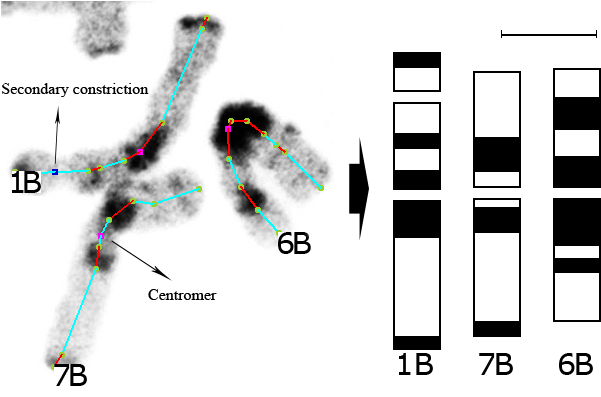 6b And 7b) And The Relevant Ideogram Whoch Has Been - Diagram (615x396), Png Download