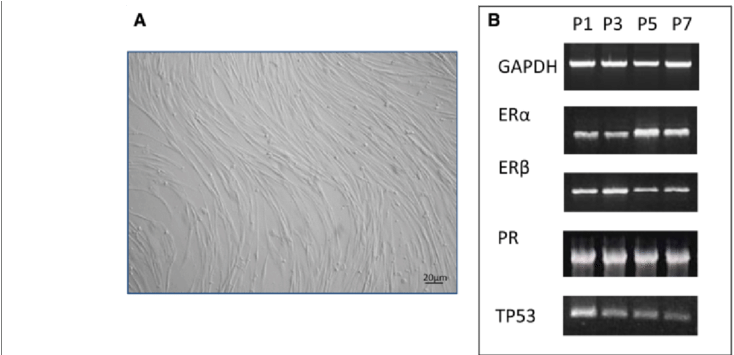 20 Μm - Plywood (850x354), Png Download