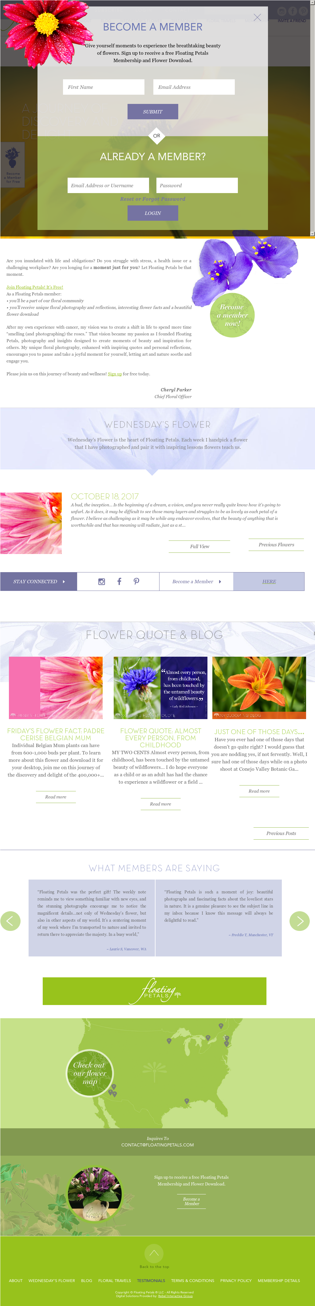 Floating Petals Website History - Fruit (1604x4247), Png Download