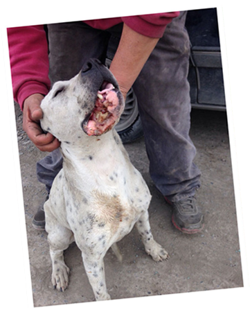 Adopta Un Perro Nuevo León Asociación Para Adopciones - Dog (378x480), Png Download