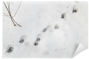 Fotomural Huellas De Perro En La Nieve Blanca • Pixers® - Photograph (400x400), Png Download