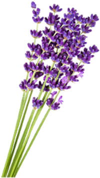 Lavender Flower Transparent (480x480), Png Download