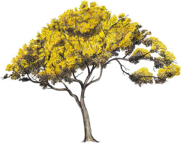 Arboles En Perfil Png (750x502), Png Download