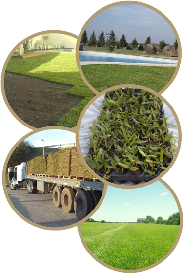 Imágenes De Cesped - Garden (458x581), Png Download