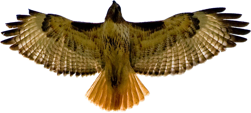 Click On More To Feed Warrior White Wolf - Red Tail Hawk Png (886x417), Png Download