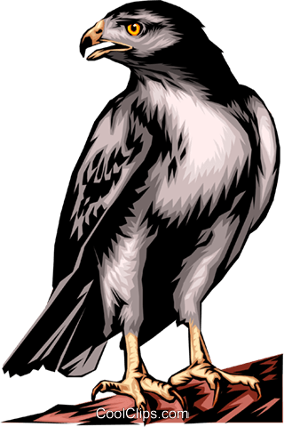 Red-tailed Hawk Royalty Free Vector Clip Art Illustration - 1308 Air Cadets (320x480), Png Download