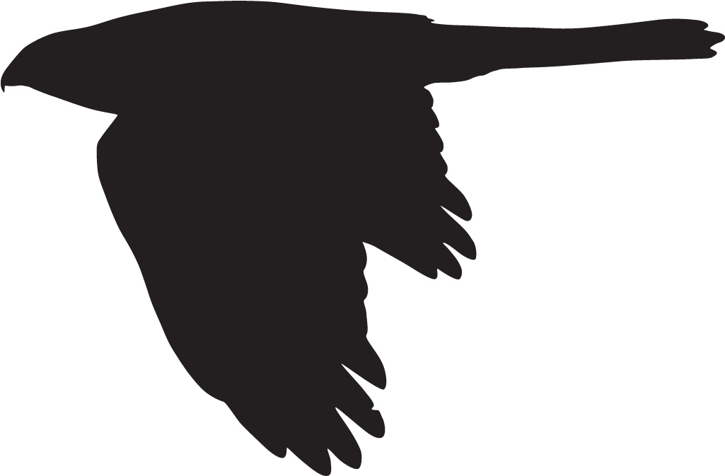 Cooper's Hawk - Cooper's Hawk Silhouette (1024x1024), Png Download