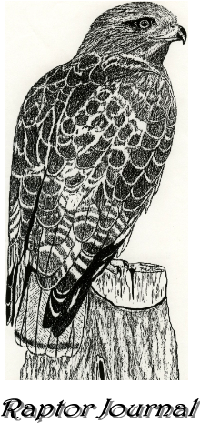 Red Tail Hawk - Red Tail Hawk Pen And Ink (242x500), Png Download