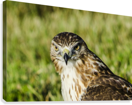 Juvenile Red Tail Hawk Canvas Print - Red-tailed Hawk (429x342), Png Download
