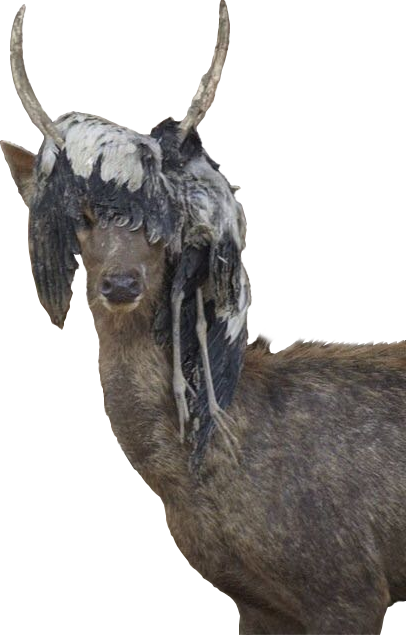 Animalthis Deer Wearing A Dead Bird - Birds On Deer Antlers (406x635), Png Download