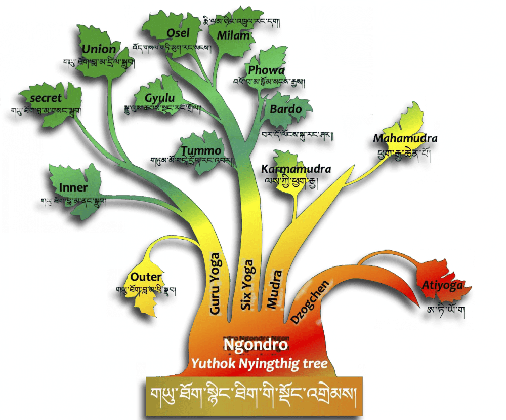 Arbol De Yuthok Nyingthik - Tree (1000x829), Png Download