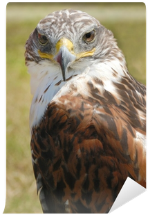 Sharp Shinned Hawk (400x400), Png Download
