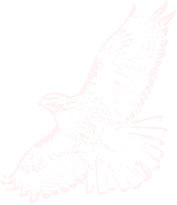 The Red Tailed Hawk, The Most Widespread Hawk In North - Sketch (601x693), Png Download