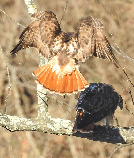 Partridge (547x905), Png Download