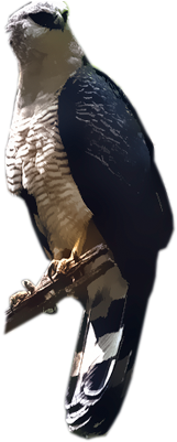 Crested Eagle - Sharp Shinned Hawk (400x400), Png Download