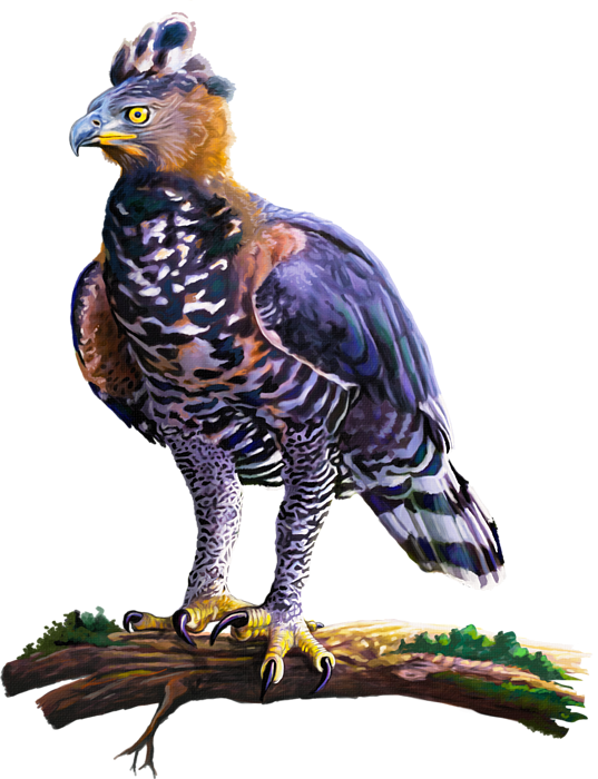 Click And Drag To Re-position The Image, If Desired - Hawk Eagle Png Images Transparent (537x700), Png Download