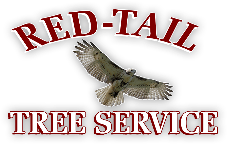 Hawk (895x569), Png Download