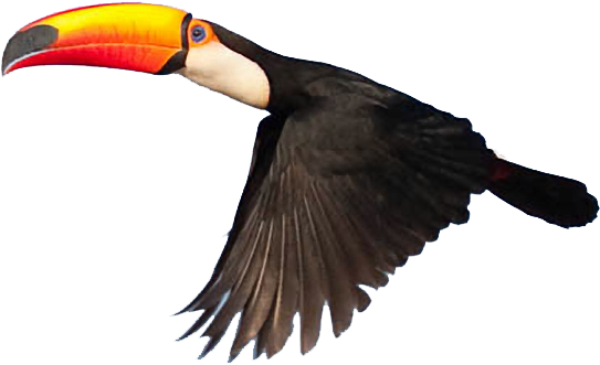 Toucanet Clipart Macaw - Toucan Png File (564x340), Png Download