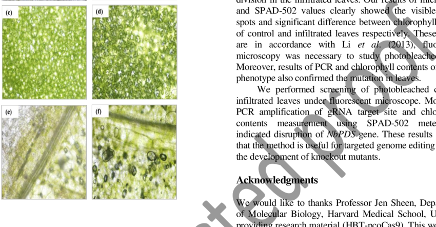 Screening Of Photo Bleached Cells Under Fluorescent - Grass (850x442), Png Download