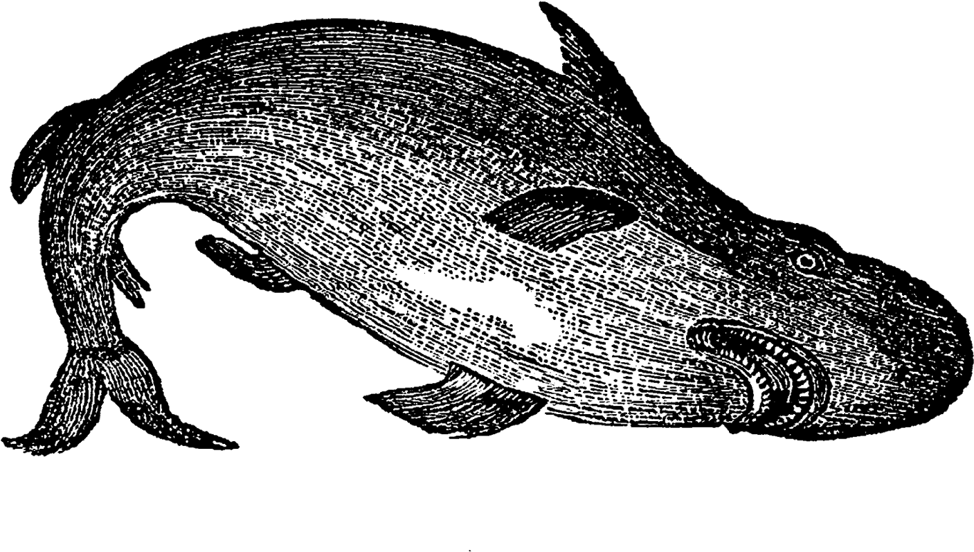 Fish Shark Image Sea Life Transfer Illustration Digital - Illustration (1600x890), Png Download