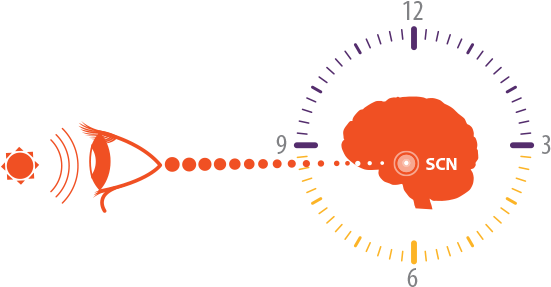 Graphic Of Synchronized Circadian Rhythm In Patients - Clipart 24 7 (562x286), Png Download