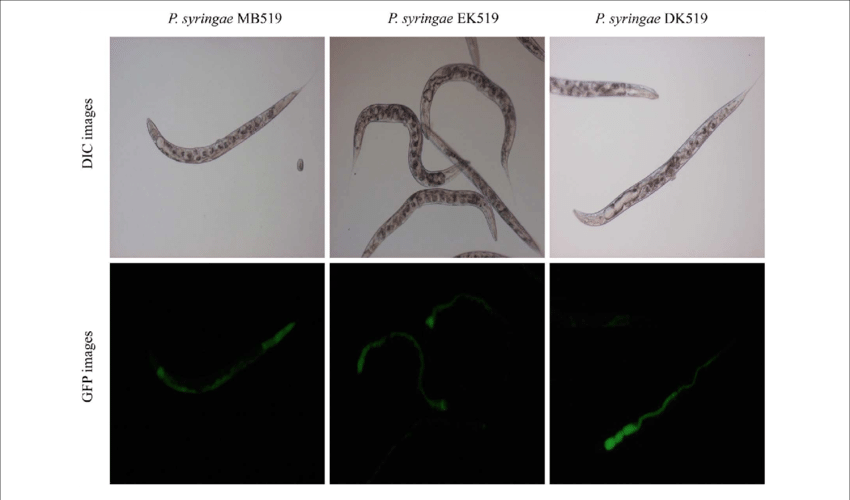 Worms Were Fed On Bacterial Strain Harboring Gfp Expressing - Pseudomonas Syringae Microscope (850x500), Png Download