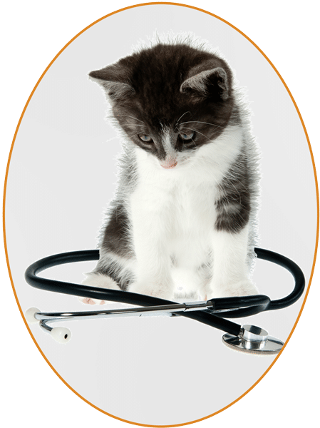 What To Expect At Your First Visit To Uniquely Cats - Cat (449x600), Png Download