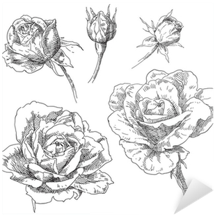 Rose Und Blume Gezeichnet (400x400), Png Download