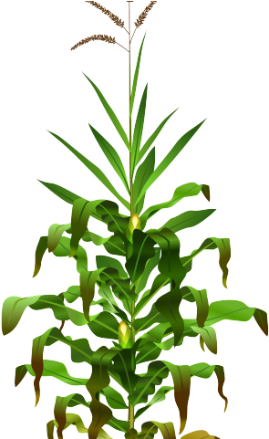 Cornfield Clipart - Corn Maize Plant Png (640x480), Png Download