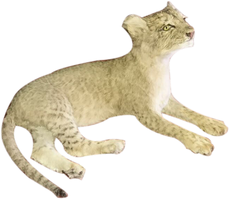 Baby Lion Full Mount Lying Down Bl - California Spangled (1280x960), Png Download