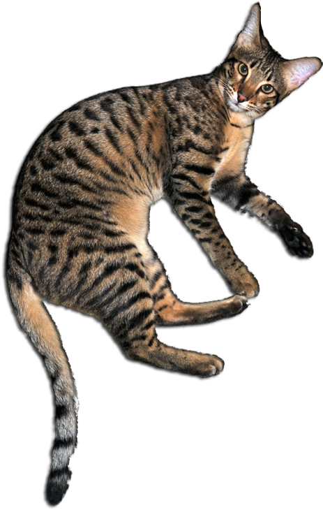 Maddie - Maddie Ziegler (504x750), Png Download