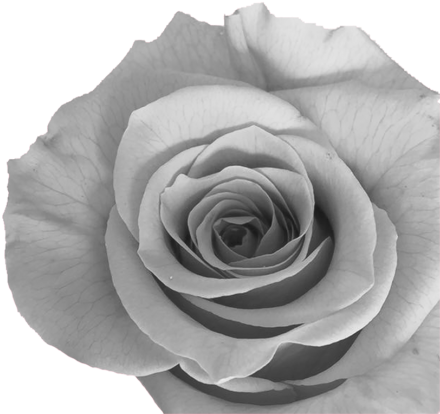 Normalmente, Es El Color Elegido Por Las Novias Para - Garden Roses (1024x503), Png Download
